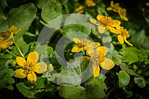 Flowers of Caltha.