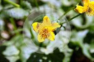 Flowers Caltha palustris