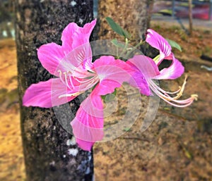 Flowers of Camel's Foot tree