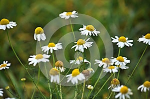 Flowers of camomile pharm