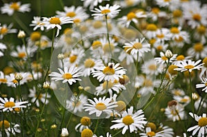 Flowers of camomile pharm