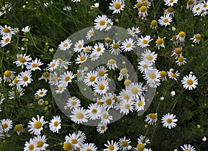 Flowers of camomile pharm