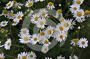 Flowers of camomile pharm