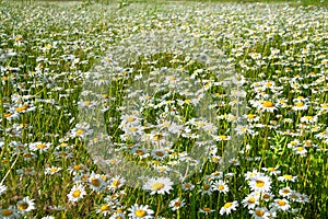 Flowers camomiles on meadow