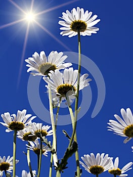 Flowers camomiles sun