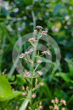 Flowers of the Canadian horseweed plant on a natural blue background