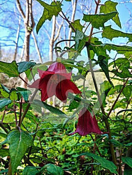 Flowers of Canary Island bellflower, Canarina canariensis near Teror, Gran Canaria, Spain