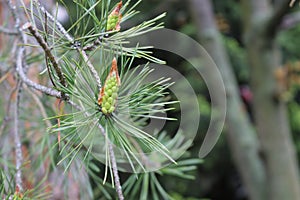 Flowers - candles appeared on a pine in the spring