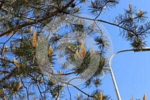 Flowers - candles appeared on a pine in the spring