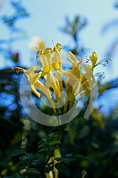 Flowers of Cape honeysuckle, Tecoma capensis