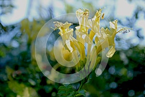 Flowers of Cape honeysuckle, Tecoma capensis