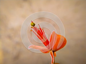 Flowers of capparis blooming on a gray background