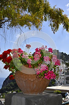 Flowers in Capri island, Italy