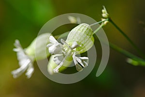 Flowers in capsules of Silene vulgaris or Claquet Caryophyllaceae photo