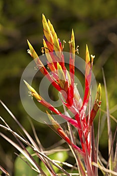 Flowers of the cardinal air plant in Florida`s Everglades.