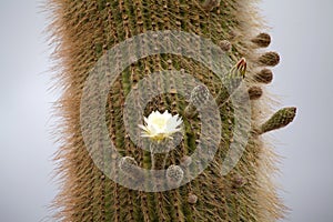 Flowers of the cardon cactus at the Los Cardones National Park, Argentina