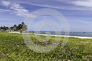 Flowers in a caribbean beach