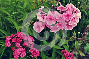 Flowers of a carnation and pinc phlox photo