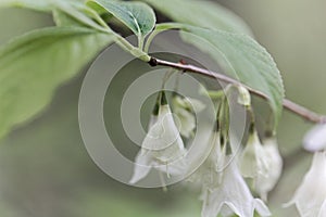 Flowers of a Carolina silverbell, Halesia carolina