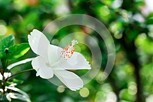 Flowers carpel nature soft focus closeup blur background pollen, Hibiscus pink and white flower photo
