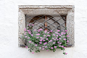 Flowers in a Castle Wall Window