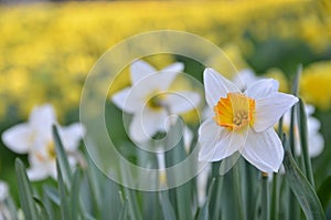 Flowers cavalcade photo