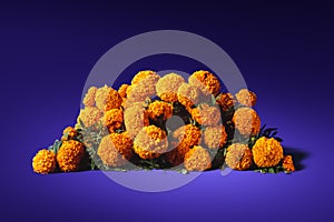 Flowers of cempasuchil on a purple background photo