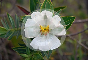 Flowers of the cerrado photo