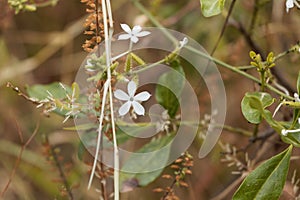 Flowers of Ceylon leadwort Plumbago zeylanica