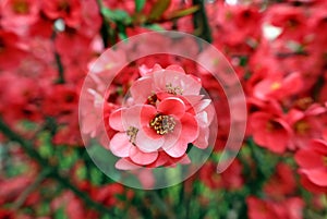 Flowers of Chaenomeles Japonica,better knows as Japonese Quince or Maule\'s quince.