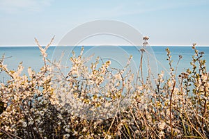 Flowers on the Chalk cliffs Mons Klint Denmark