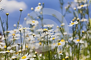 Flowers chamomile meadow