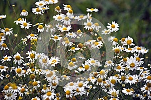 Flowers of chamomile pharm