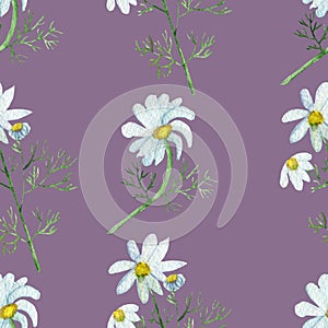 Flowers chamomile pharmacy on a purple background, watercolor seamless pattern