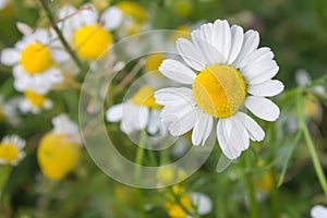 Flowers of chamomilla photo