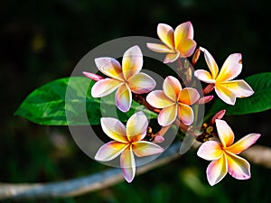 flowers Champa Laos. fragrant flowers Many species bloom throughout the year