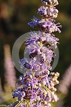 Flowers of chaste tree Vitex agnus-castus