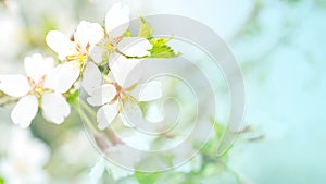 Flowers of cherry blossom in the soft pink light, sacura with bokeh and filters, floral background. Long width banner