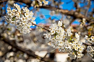 Flowers of the cherry blossoms.