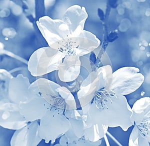 Flowers of the cherry blossoms.