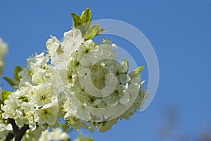 Flowers, cherry blossoms on the branches on a spring day. Beautiful spring background. Spring flowering in the garden