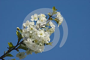 Flowers, cherry blossoms on the branches on a spring day. Beautiful spring background. Spring flowering in the garden