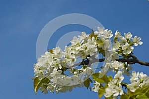 Flowers, cherry blossoms on the branches on a spring day. Beautiful spring background. Spring flowering in the garden