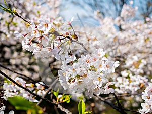 Flowers of the cherry blossoms close up on a spring day in seoul, South Korea.Blank space background on blue sky.