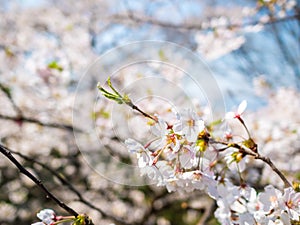 Flowers of the cherry blossoms close up on a spring day in seoul, South Korea.Blank space background on blue sky.