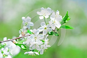 Flowers of the cherry blossoms