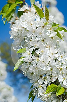 Flowers of the cherry blossoms