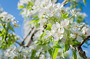 Flowers of the cherry blossoms