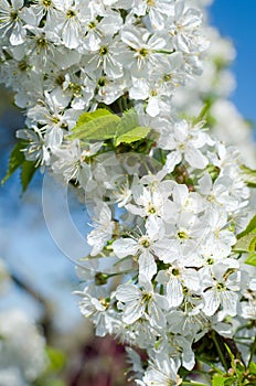 Flowers of the cherry blossoms