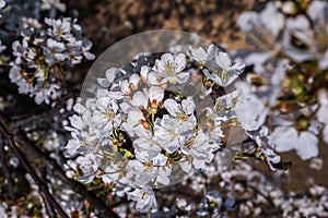 Flowers of the cherry blossoms on a spring day. Beautiful floral image of spring nature panoramic view